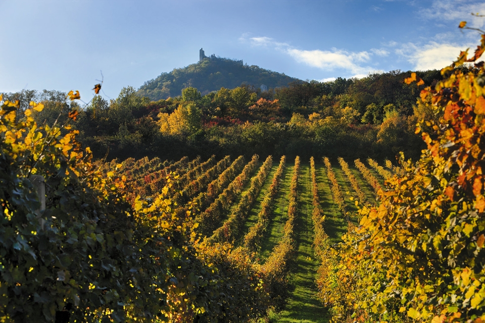 팔라바 포도밭 (사진=체코관광청 @Libor Sváček)