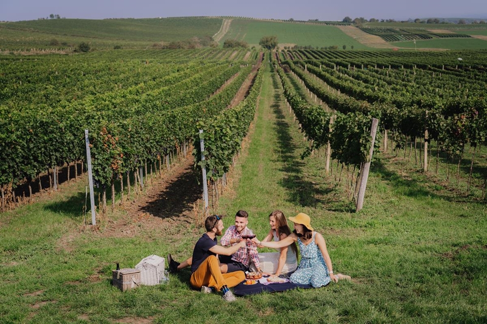 와인 투어를 즐기고 있는 관광객들 (사진=체코관광청 @Ondřej Čechvala)