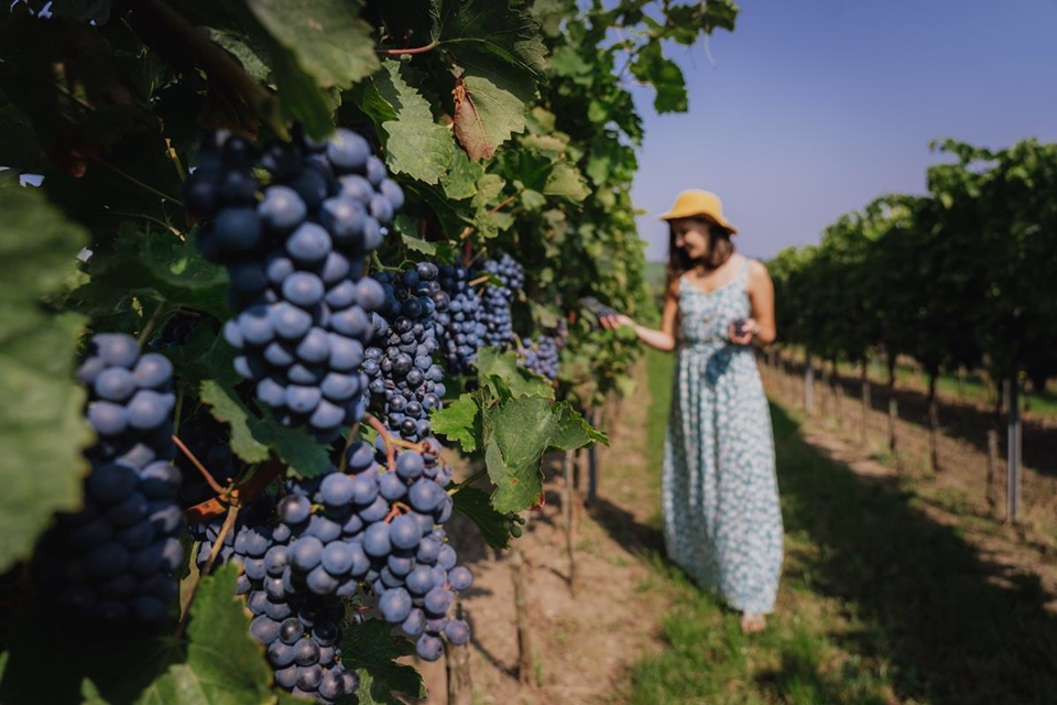 와인 투어 (사진=체코관광청 @Ondřej Čechvala)