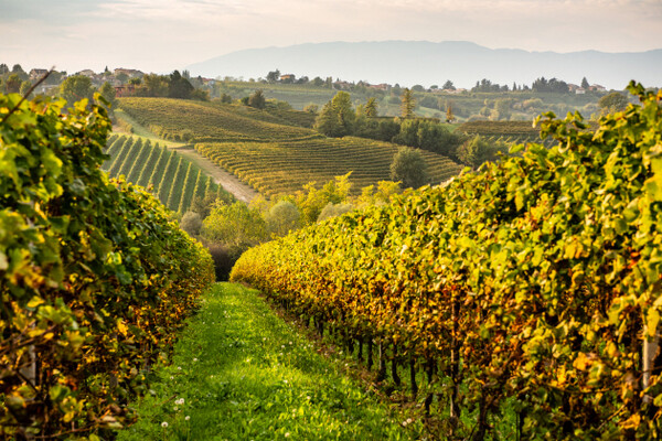 Prosecco Superiore 'Rive' DOCG 등급의 콜라브리고 프로세코의 포도밭 (사진=Collalbrigo)