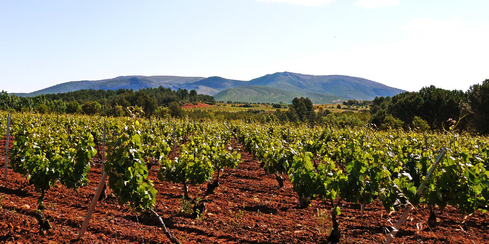 토레 오리아 와이너리는 650~950m의 해발고도에 위치하고, 석회암 및 모래 토양, 높은 일교차 등 와인 생산에 좋은 환경을 갖고 있다. (사진=Torre Oria)