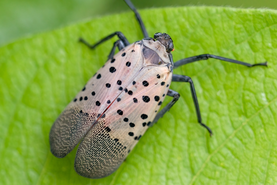 미국 포도밭을 위협하고 있는 '꽃매미'