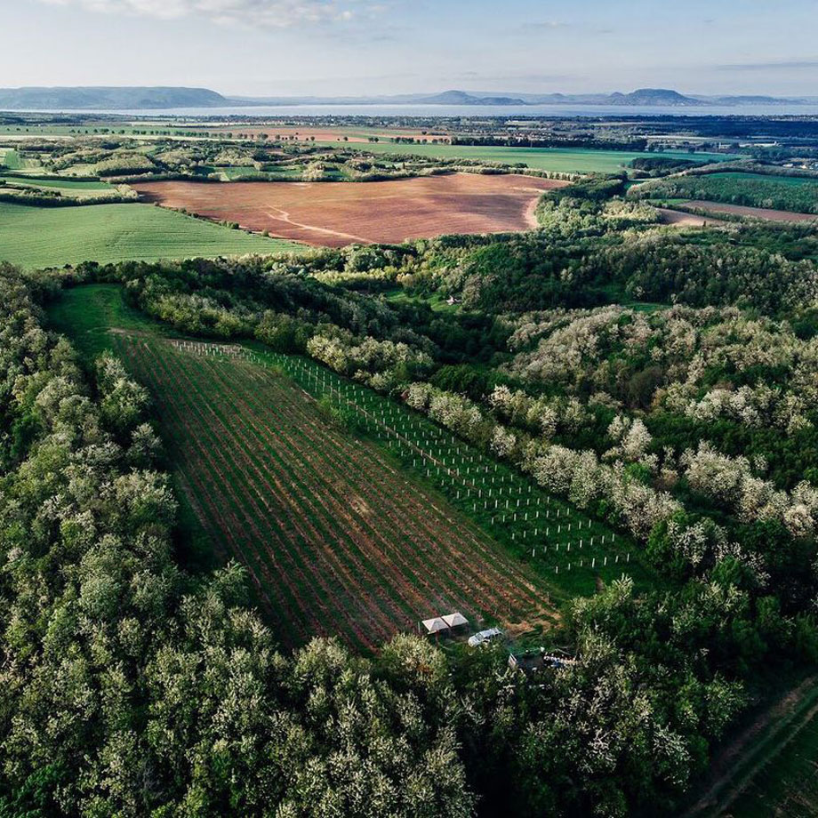 ’헝가리의 바다‘ 발라톤 호수 앞에 펼쳐진 크리스티누스 와이너리의 빈야드'