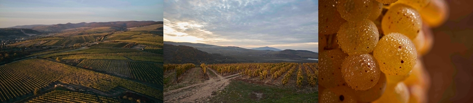 셉쉬 와이너리(Szepsy Winery) (사진=Liquid Icons)