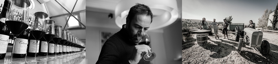 더 사디 패밀리 와인즈(The Sadie Family Wines) (사진=Liquid Icons)