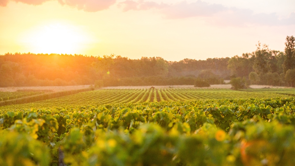 겨울은 매우 습하고 여름은 길었던 2019 보르도 빈티지 (사진=UGCB)