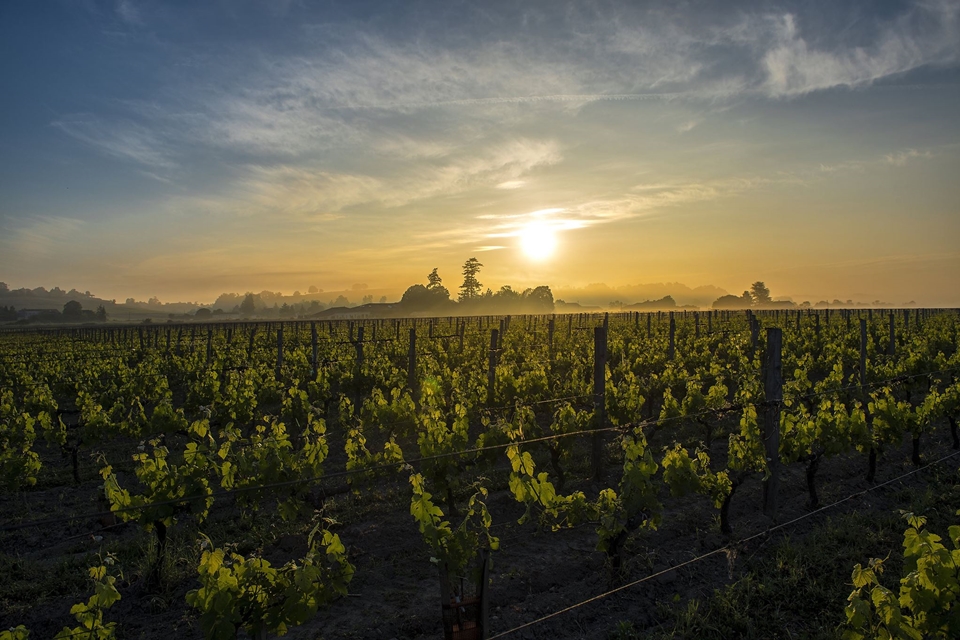 와인 업계의 주요 이슈인 '기후변화'에 대비하고 있는 보르도 (사진=UGCB)