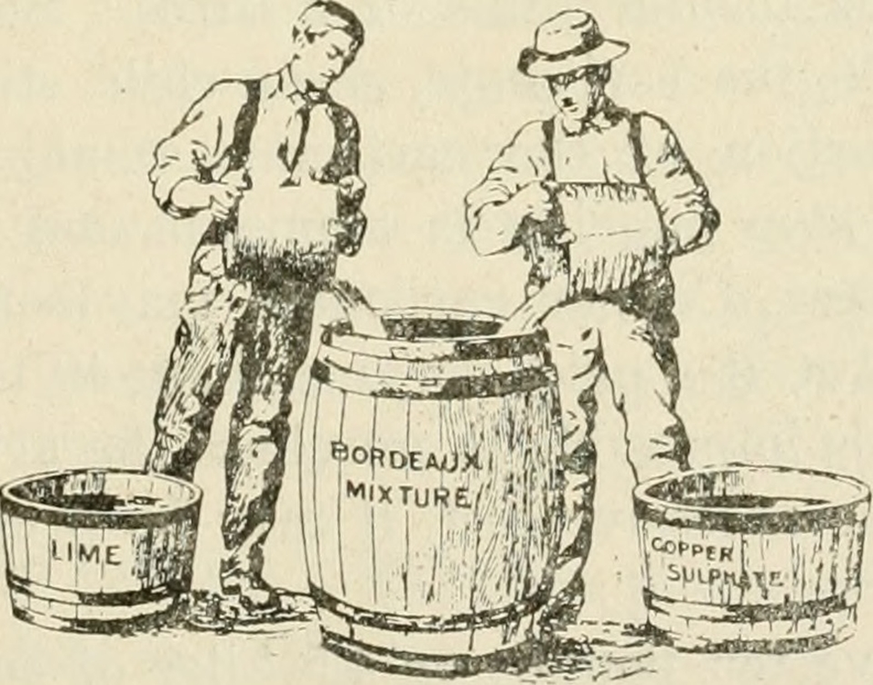 보르도액(Bordeaux mixture)을 만들고 있는 그림 (1909년) (사진=Internet Archive Book Images)