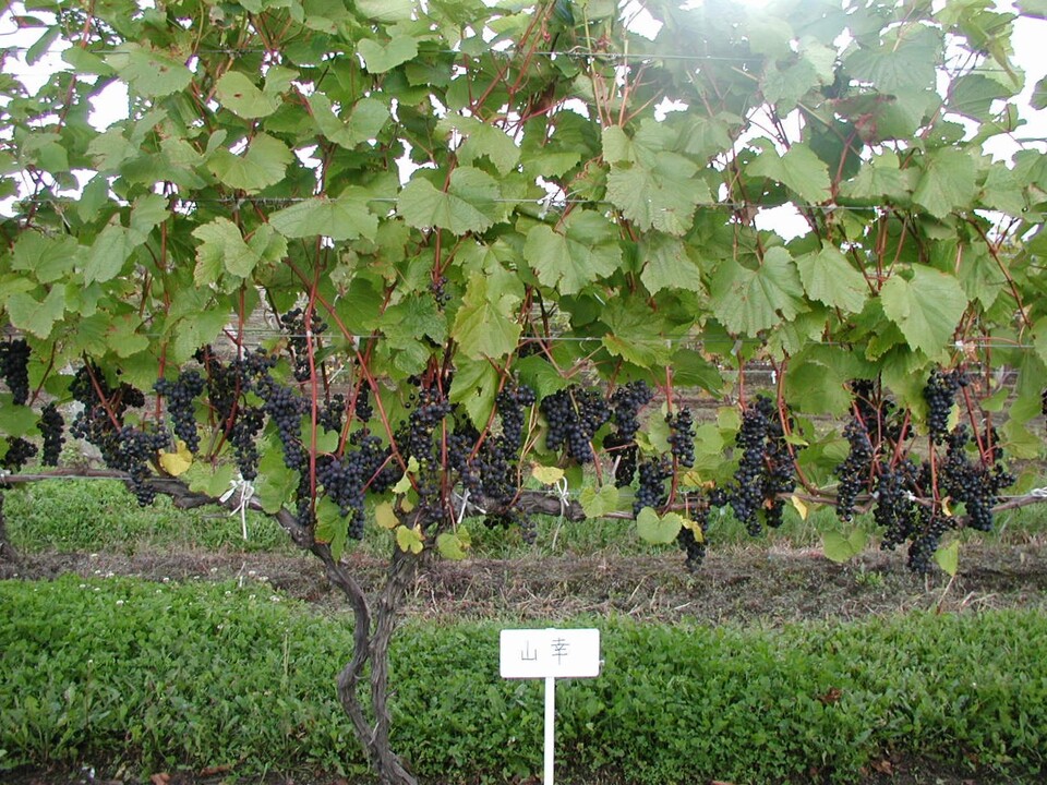 야마사치(山幸) 포도밭  *출처: 이케타쵸(池田町) 포도·포도주연구소 제공