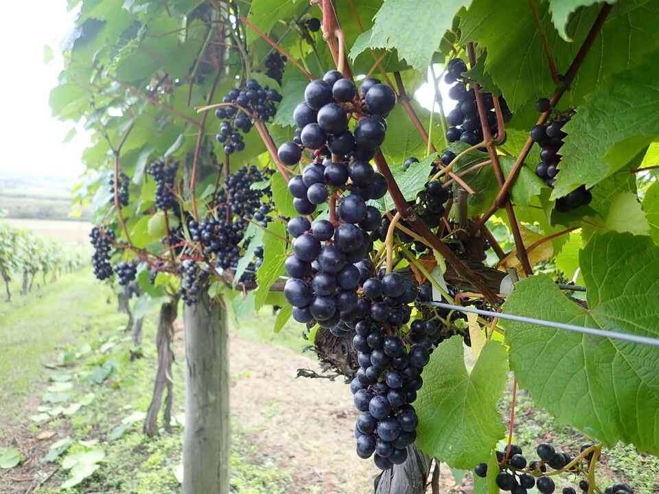 야마사치(山幸) 포도 *출처: 이케타쵸(池田町) 포도·포도주연구소 제공