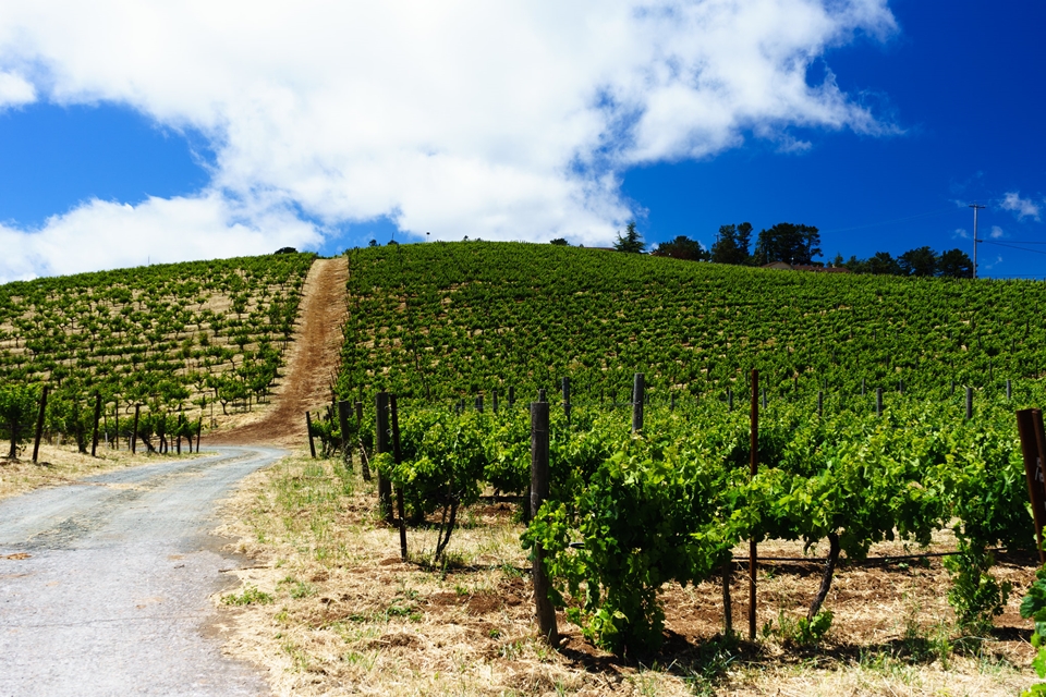 식약처, 파리의 심판 와이너리 ‘릿지 빈야드’ 수입중단 조치