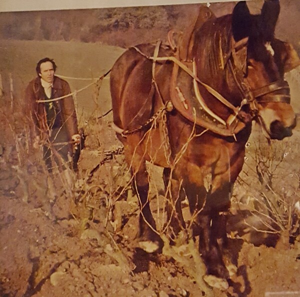 80년대 척박한 포도밭을 오직 말을 이용해서 경작하는 니꼴라 졸리의 젊었을 때 모습