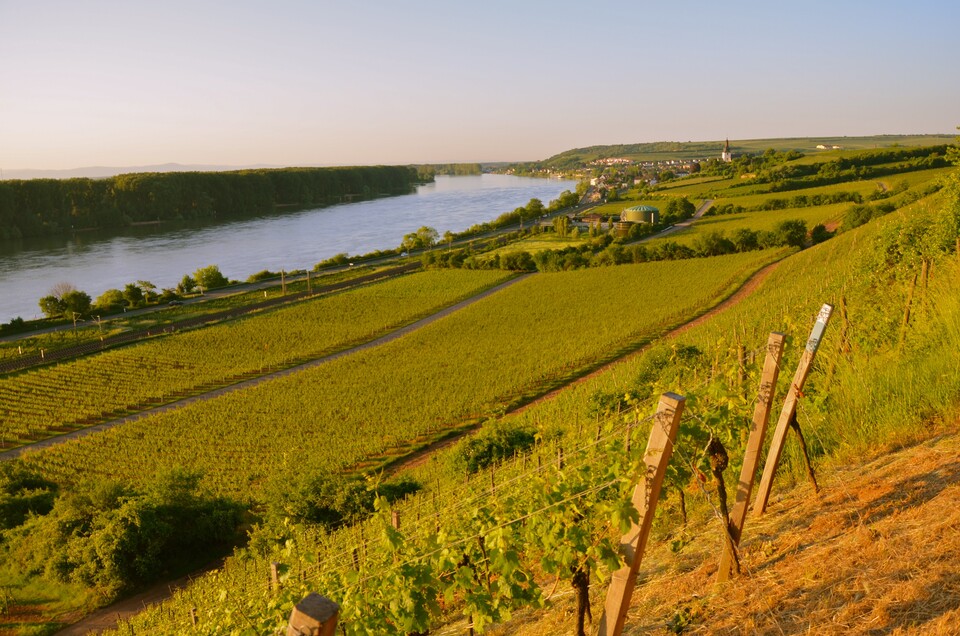 280만년 전부터 형성된 역사깊은 떼루아 'Roter Hang' 한국말로 '붉은 언덕'이라는 뜻을 가지고 있다.