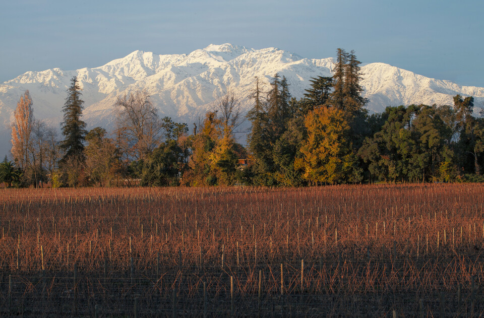 비녜도 채드윅 포도밭 전경. 안데스 산기슭 칠레 최고의 테루아인 '푸엔테 알토'의 겨울이 인상적이다. 