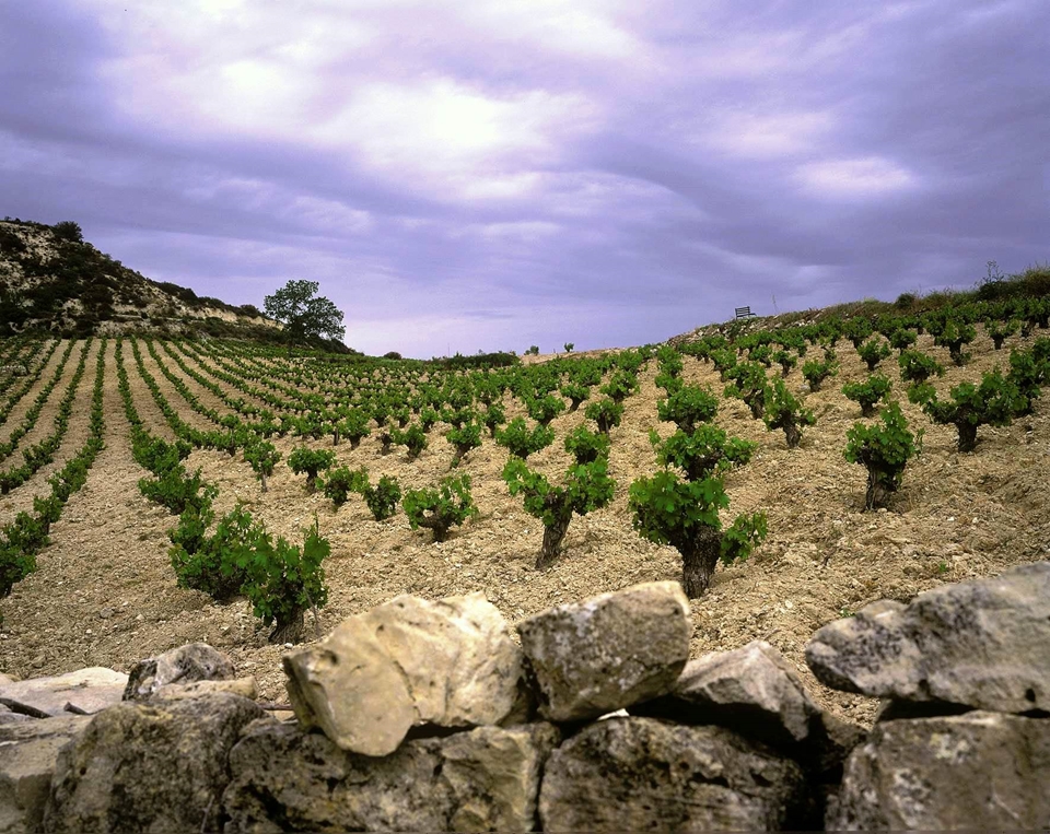 사이프러스 포도밭 (사진=Wikimedia)