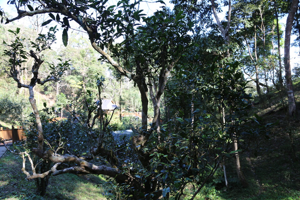 운남성 맹랍지역 이무 차산의 고수차나무