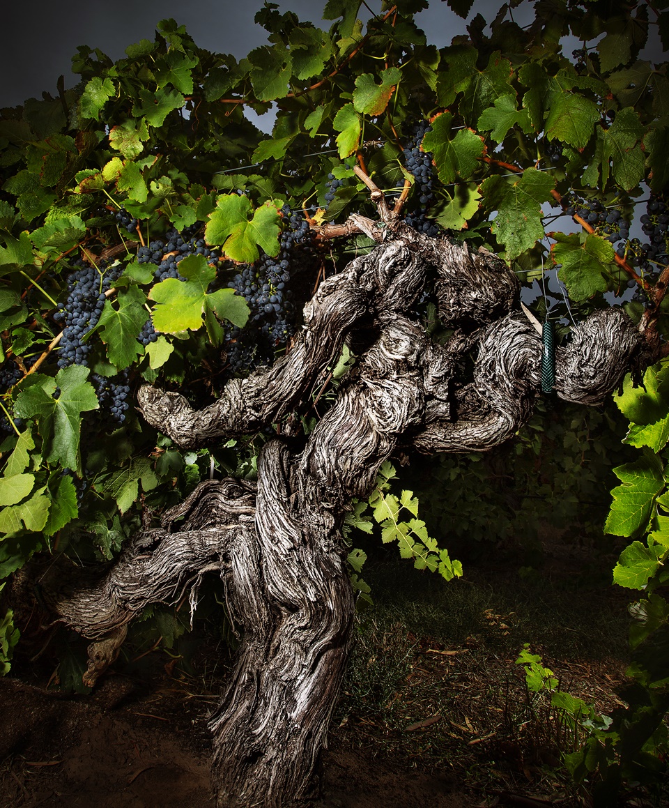 호주 바로사 지역의 랑메일 와이너리의 190여 년된 올드바인(Old Vine) 쉬라즈