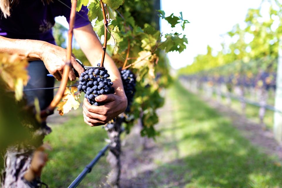와인 생산의 전 과정에서 지속가능성을 추구하는 뉴질랜드 와인업계 (사진=뉴질랜드 무역산업진흥청)