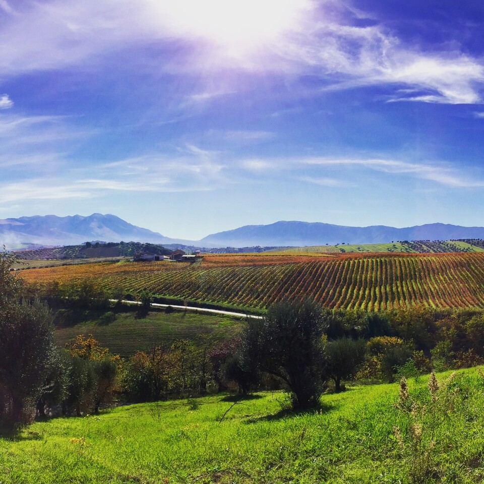 이탈리아의 중부 아브루쪼(Abruzzo) 주 아드리아 산맥 지역 내추럴 와인을 생산하는 티베리오(TIBERIO) 와이너리의 포도밭 ⒸTiberio