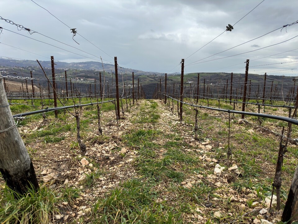 페라타라 밭에 듬성듬성 섞여 있는 자갈들. 여기서 재배한 포도로 발폴리첼라 수페리오레 페라타라를 만든다.