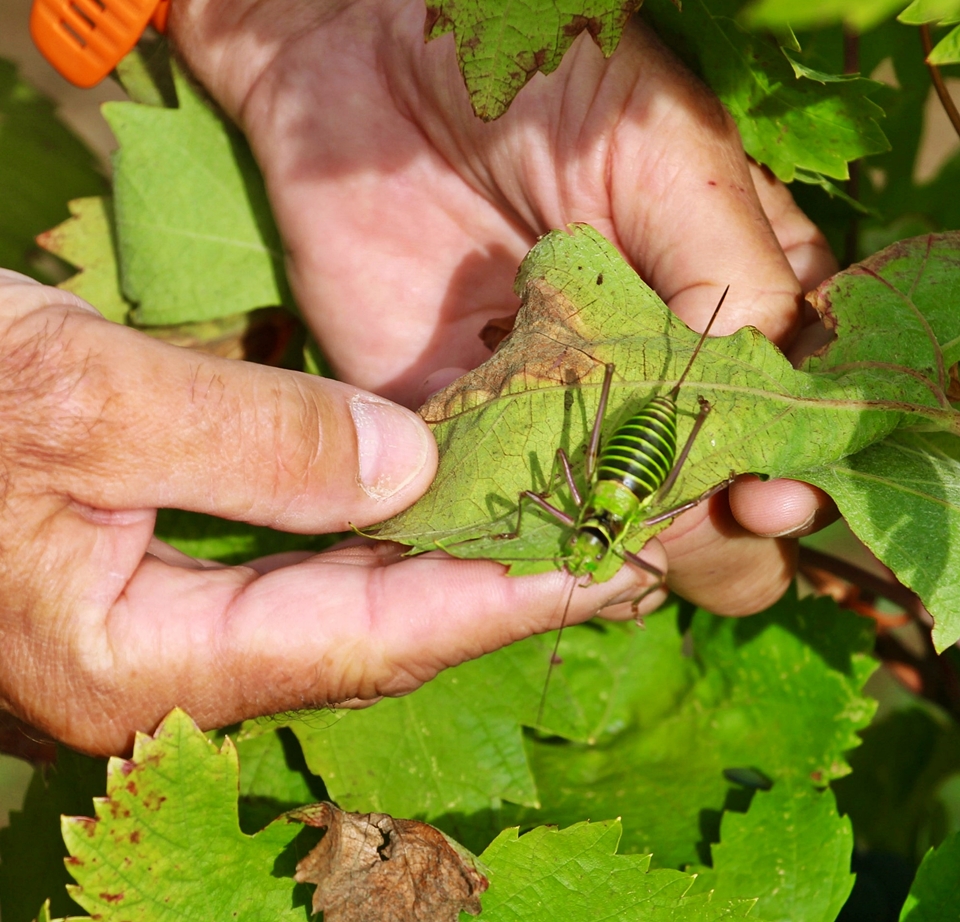 빈야드 관리에 집중하는 샤또 푸에슈오
