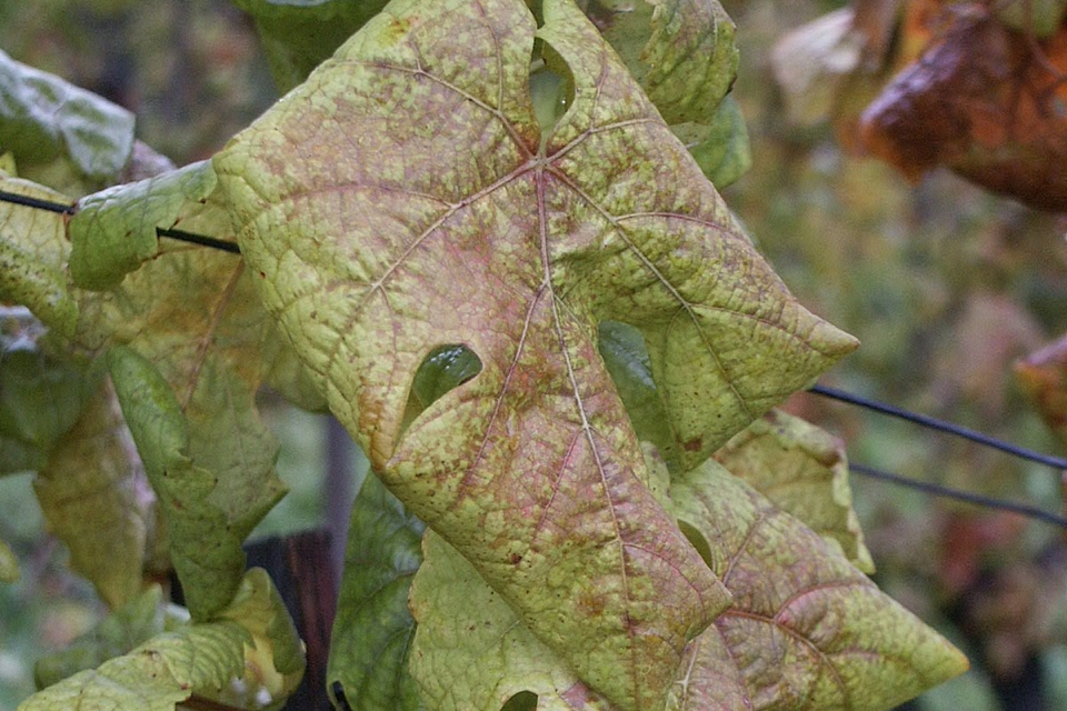 flavescence dorée에 감염된 포도나무 (사진=Wikimedia)