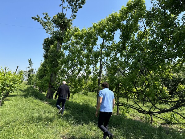 알베라타 아베르사나 농법으로 키운 미루나무와 아스프리니오 나무가 만든 장관