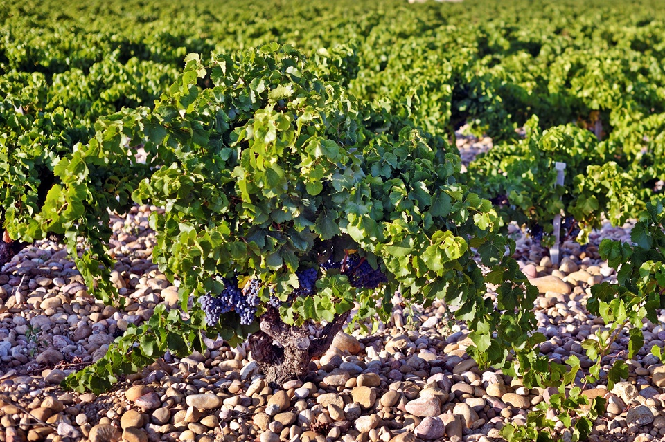 샤또 몽 레동의 포도들은 모두 유기농법과 바이오다이나믹 농법으로 재배되어 와인으로 생산된다