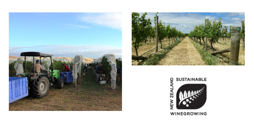 테마타의 빈야드와 Sustainable Winegrowing NZ 인증 마크 @테 마타