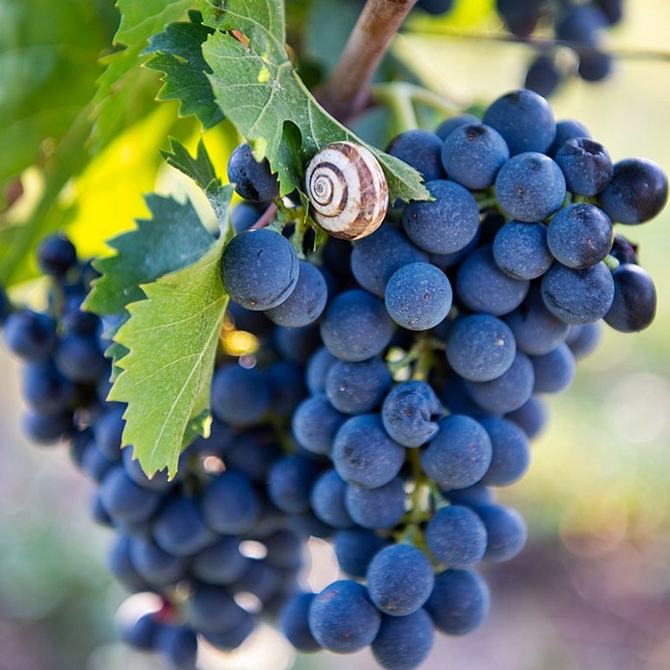몬테풀치아노 품종. 이탈리아 중동부, 뿔리아 남부에서 중요한 포도로, 매우 거칠어 자랄 때 섬세한 관리가 필요하다,  엔트리 라벨부터 매우 고급 와인까지 생산된다