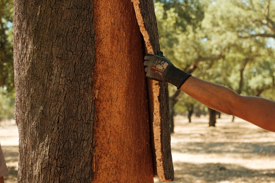 코르크 참나무는 나무껍질이 자체적으로 재생되는 유일한 종이다. (사진=Amorim Cork)