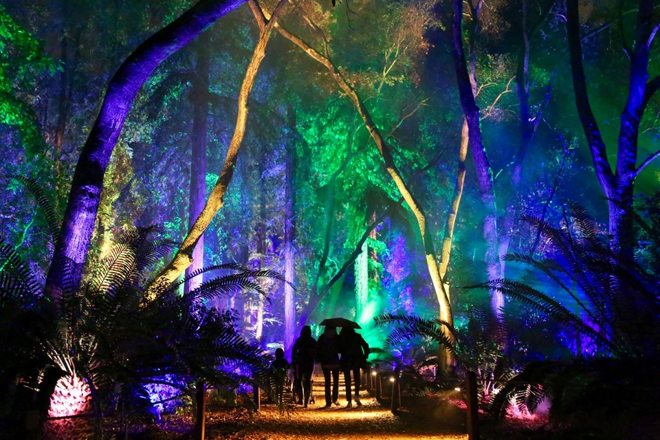 데스칸소 정원, 마법에 걸린 빛의 숲 (사진=Descanso Gardens)