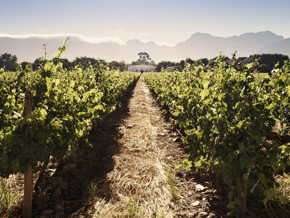 남아공의 포도밭 (사진=Wines of South Africa)