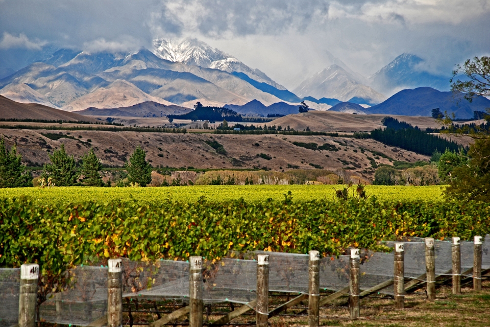 뉴질랜드의 포도밭 (사진=Phillip Capper)