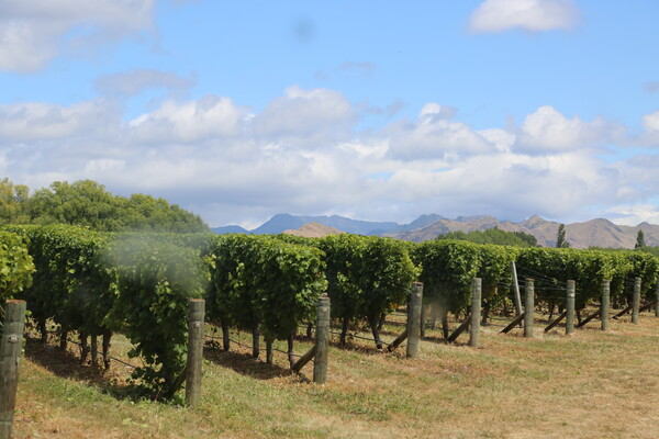 와이호파이 밸리(Waihopai Valley)포도밭