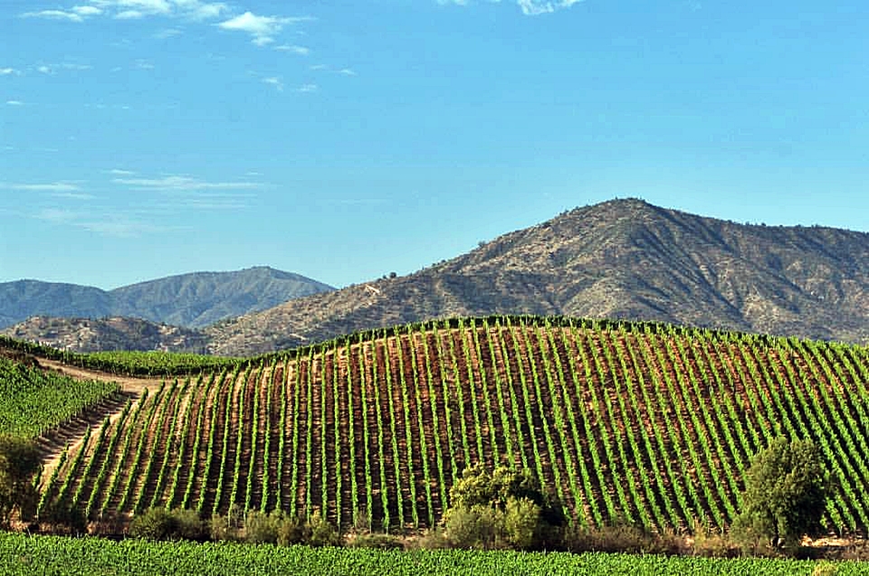 라포스톨(Lapostolle)이 소유하고 있는 칠레 최고의 빈야드 (사진= 라포스톨)