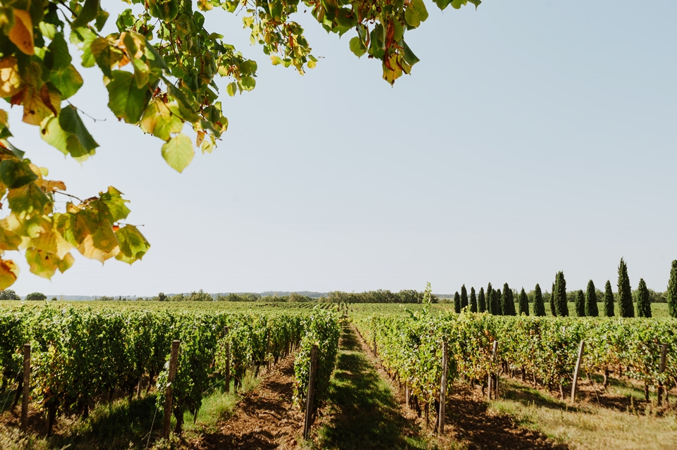 샤토 드 라 조베르티의 포도밭