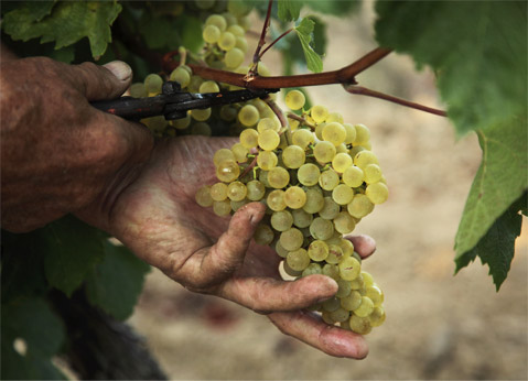 1990년, AOC(Crémant de Limoux)가 탄생 했다. 샤르도네 포도 품종을 사용하여 전통적인 방식으로 생산된 새로운 리무 스파클링 와인을 선보인다.