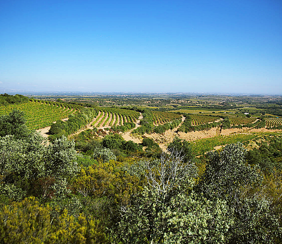 아스프레(Aspres)의 피레네 산기슭의 포도밭 (사진 = Domaine Lafage)