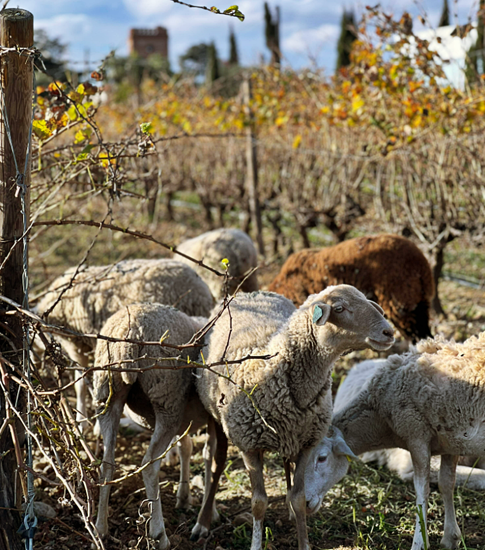 도멘 라파주(Domaine Lagage)는 2050년 탄소 중립을 목표로 포도밭들을 지속가능농법으로 관리하며 지구온난화 이상의 기후 변화로 마주한 가뭄과 토양의 건강을 위해 바이오 숯(Biochar - Stocker du Carbone)과 그레이 워터를 사용하는 등 포도 재배의 미래에 관심을 가지고 노력하고 있다 (사진 = Domaine Lafage)