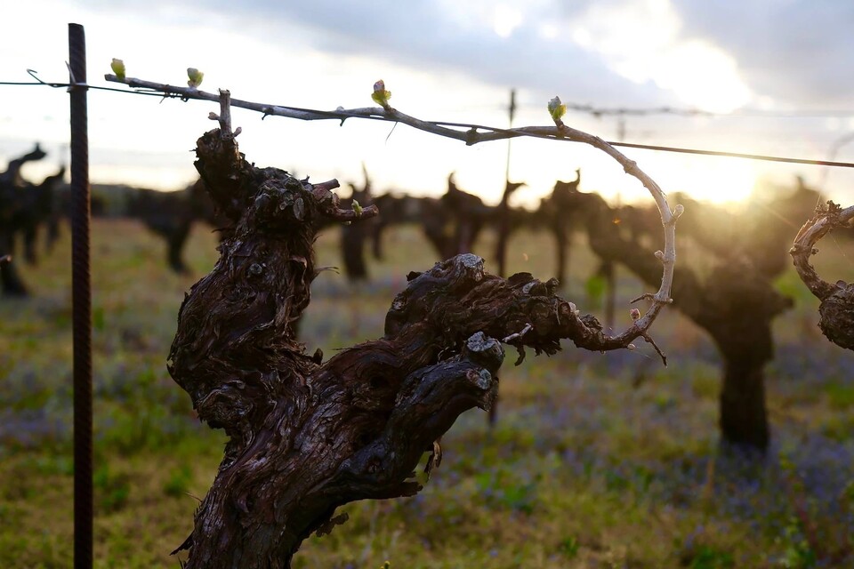 @DOMAINE LOUIS MÉTAIREAU GRAND-MOUTON