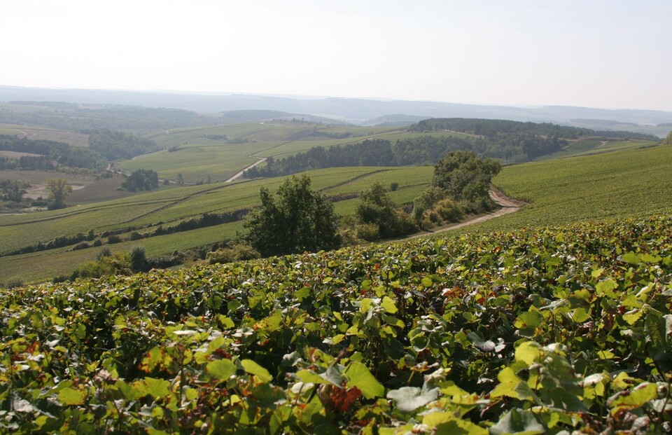 ⒸChampagne Richard Cheurlin