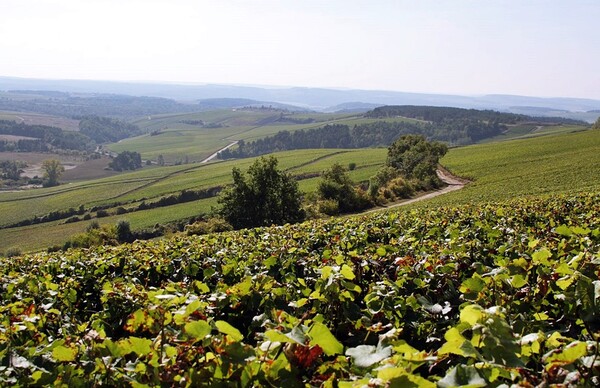 상파뉴 최남단 꼬뜨 데 바 지역의 셀르 쉬르 우르스(Celles sur Ource) 마을