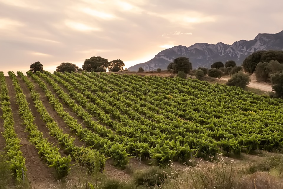 파우스티노의 포도밭 중 일부 (사진=Bodegas Faustino)