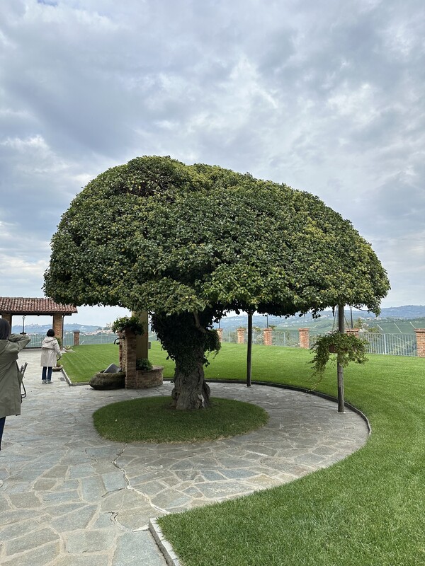 와이너리의 상징목. 2백 년 동안 자리를 지켜온 에드라 고목