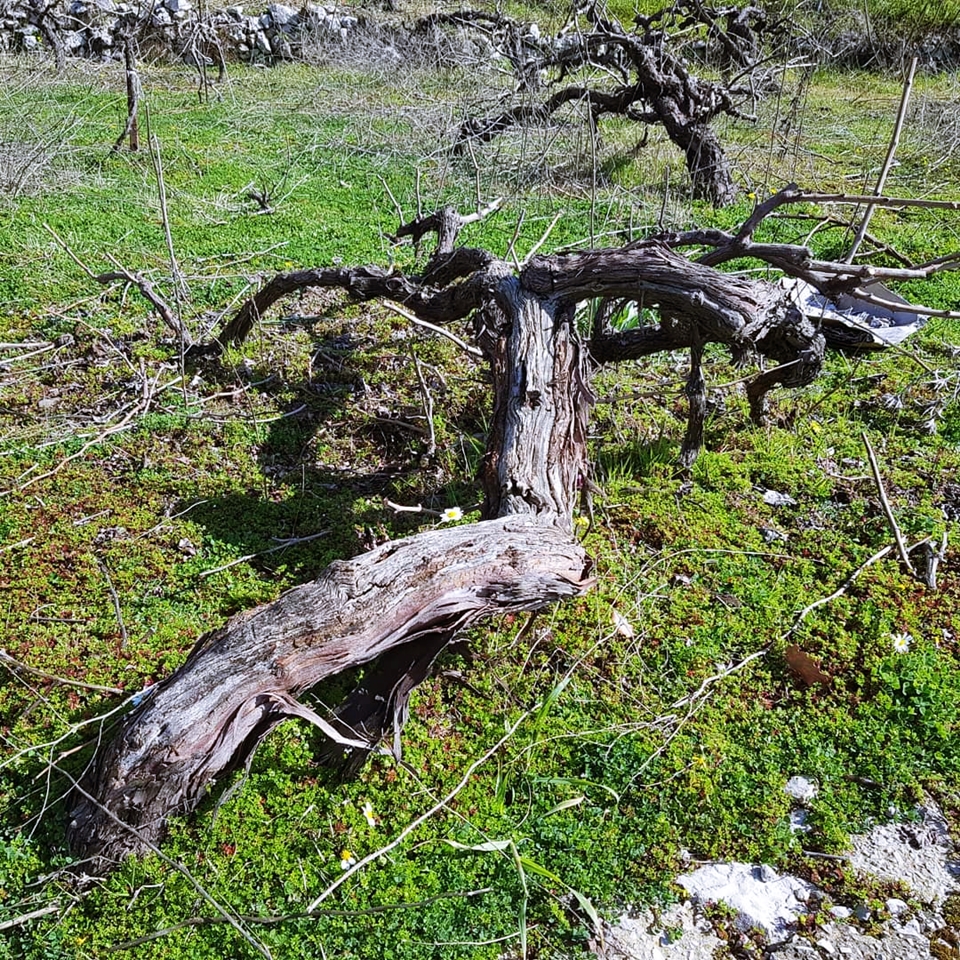 100 년 이상의 샤또 무사르(Château Musar)의 올드 바인 (사진 = 샤또 무사르)