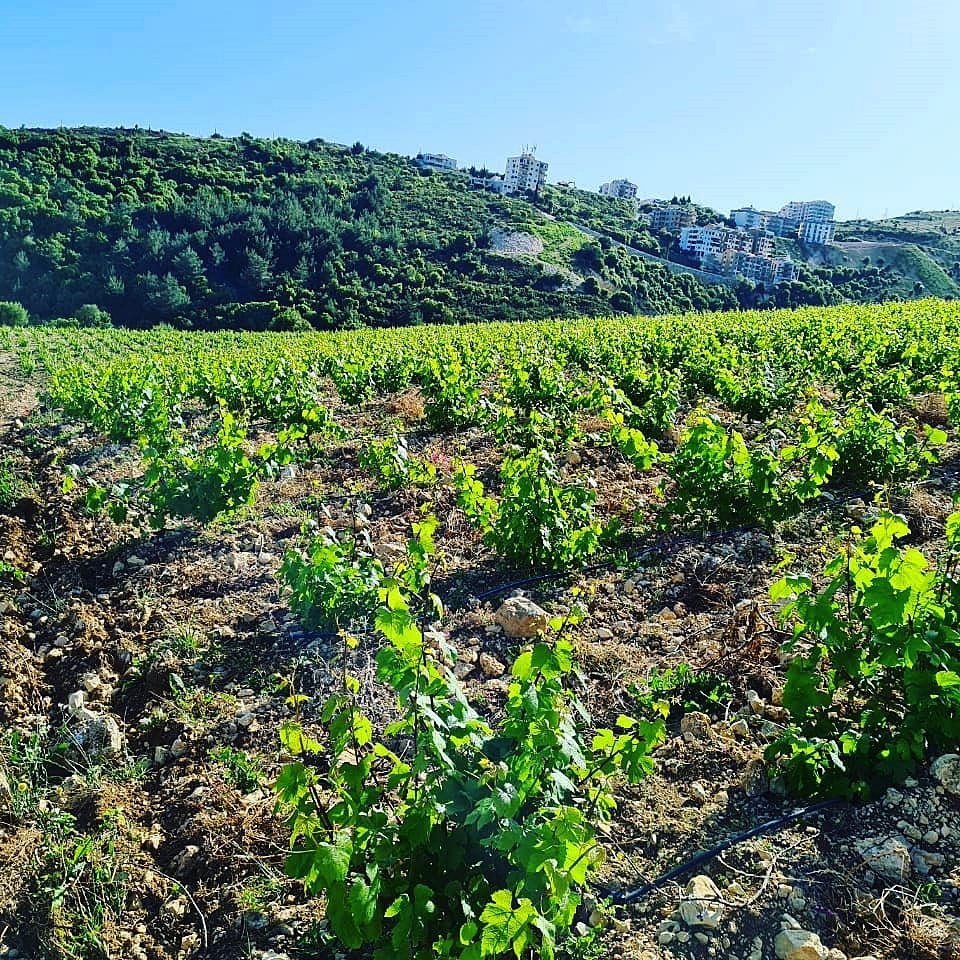 부쉬바인은 포도나무가 낮고 둥글게 자라기 때문에 햇빛과 바람이 고르게 노출되며, 건강하고 균형 잡힌 산도의 포도로 자란다. 또한, 포도나무가 땅 가까이에서 자라면서 열을 많이 받지 않기 때문에 여름에 강수량이 거의 없는 레바논에서 수분을 잘 유지할 수 있는 포도 재배 방법이다 (사진 = 샤또 무사르)