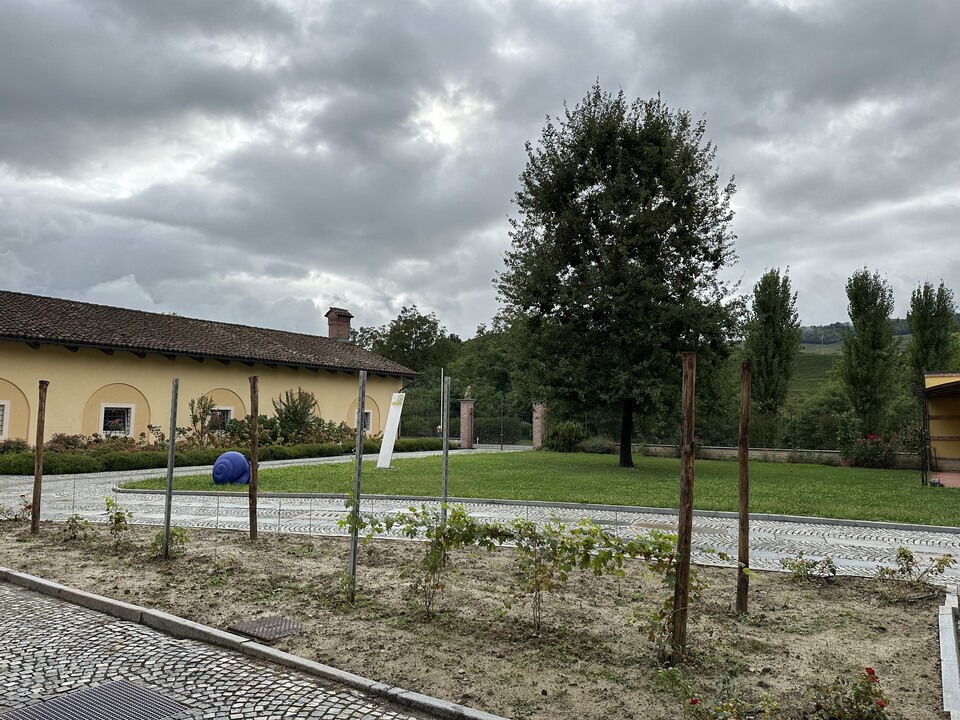 알레시아의 실험실- 이미지 하단에 있는 나무가 건강을 되찾은 네비올로