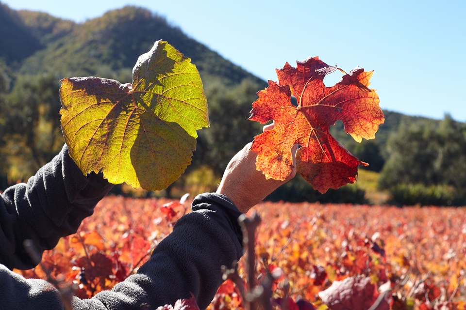 카르메네르는 단풍같이 붉게 물드는 이파리가 특징이다 @Viña Montes