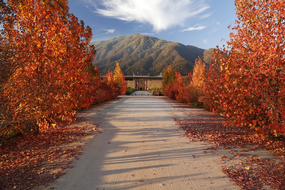 비냐 몬테스 @Viña Montes